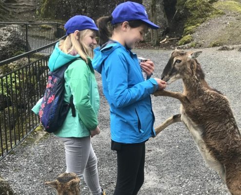 tierpark goldau